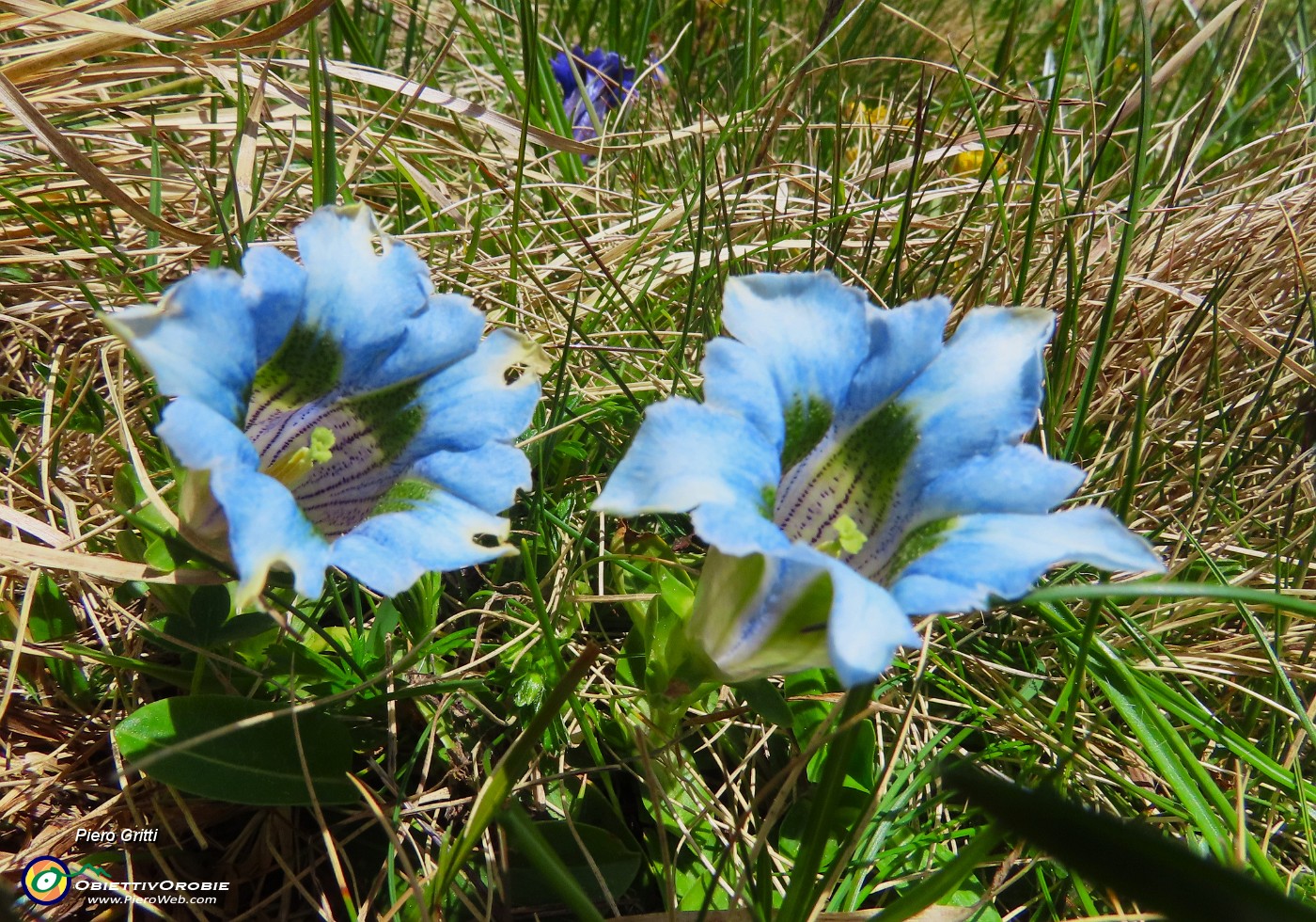 68 Gentiana acaulis (Genziana di  Koch) rara variante azzurra.JPG